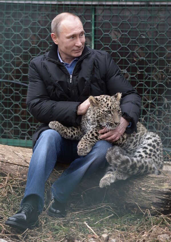 Putin, Soçi’deki leoparları yetiştirme ve koruma merkezini ziyaret ettiği sırada. - Sputnik Türkiye