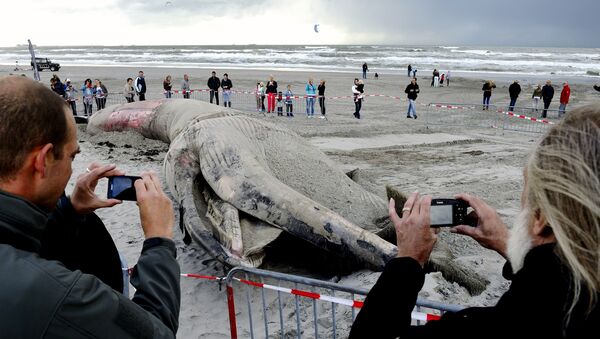 Hollanda'da kıyıya vuran bir balina cesedi - Sputnik Türkiye
