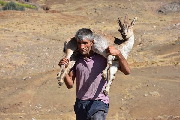 Yaralı dağ keçisini 17 kilometre taşıdı - Sputnik Türkiye