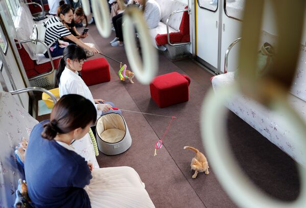 Kedili vagonlar - Japonya - Sputnik Türkiye
