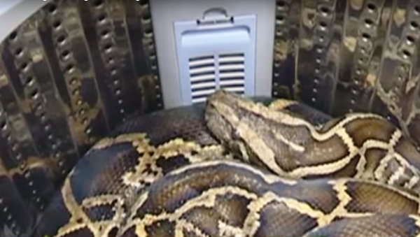 Çamaşır makinesinde 52 kiloluk boa yılanı buldu (Video Haber) - Sputnik Türkiye