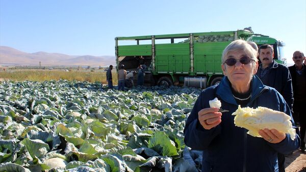 Canan Karatay: Dünyanın en sağlıklı yiyeceği lahana - 14.10.2017, Sputnik Türkiye