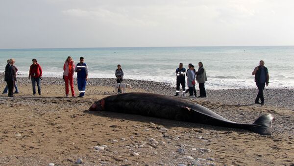 Kemer'de kıyıya vuran yavru balina - Sputnik Türkiye