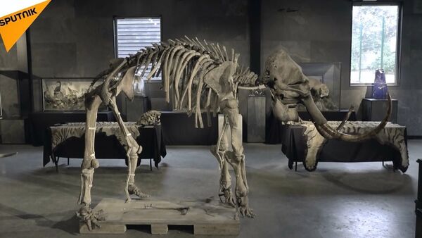 Eşi benzeri olmayan mamut iskeletleri İngiltere’de satışa çıkarıldı - Sputnik Türkiye