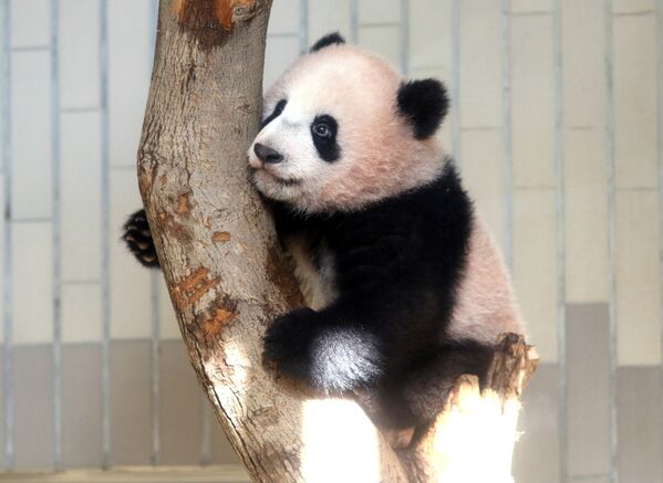 Panda yavrusu  Xiang Xiang - Sputnik Türkiye
