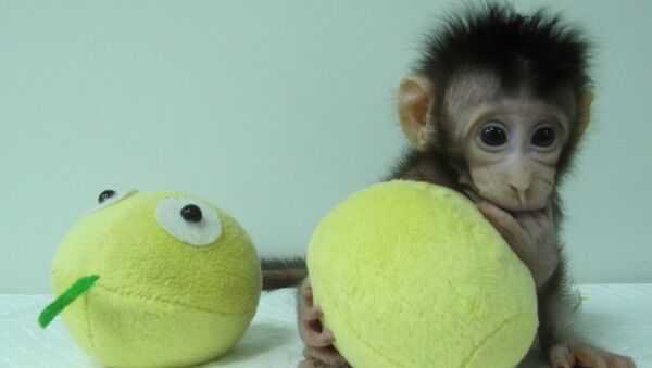 İlk klon primat olan makak maymunu - Sputnik Türkiye