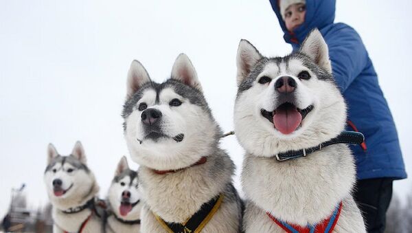 Husky - Sputnik Türkiye