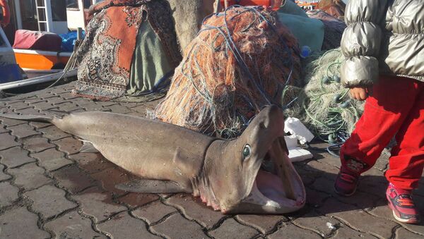 Marmara'da köpek balığı yakalandı - Sputnik Türkiye