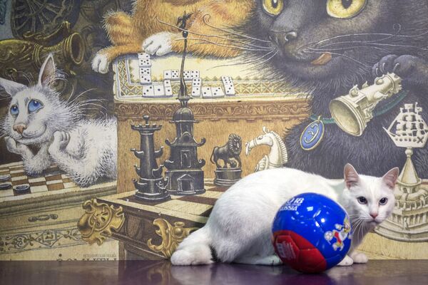 St. Petersburg’daki Ermitaj müzesinin 'kahin' kedisi Aşil - Sputnik Türkiye