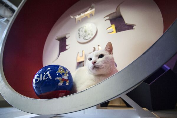 St. Petersburg’daki Ermitaj müzesinin 'kahin' kedisi Aşil - Sputnik Türkiye