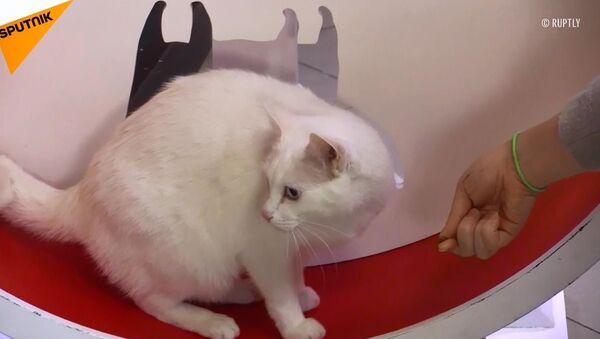 Kahin kedi Аşil Dünya Kupası için diyete girdi - Sputnik Türkiye