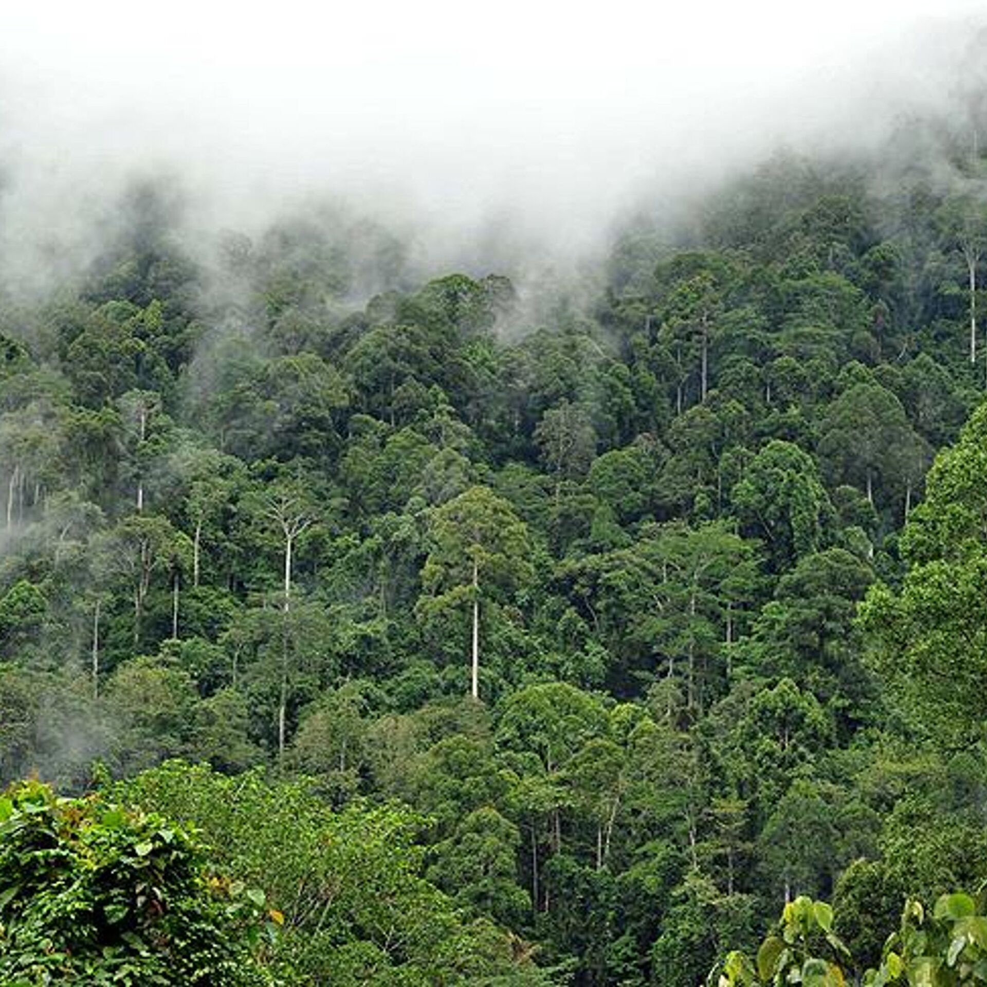 Леса Бразилии в 1992.
