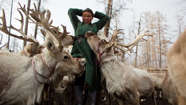 Moğolistan'da ren geyiği çobanları - Sputnik Türkiye