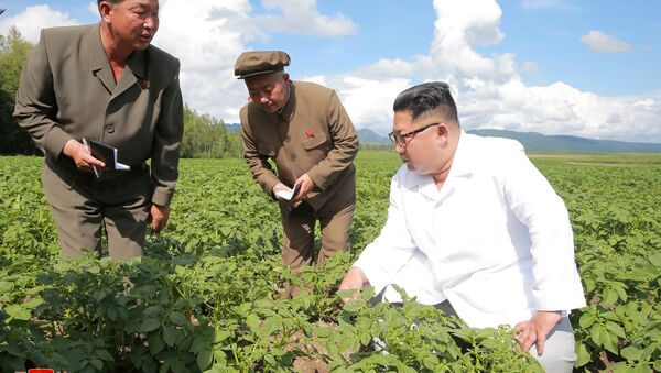 Kuzey Kore lideri Kim Jong-un, Samjiyon bölgesindeki Chunghung patates çiftliğini teftiş etti - Sputnik Türkiye
