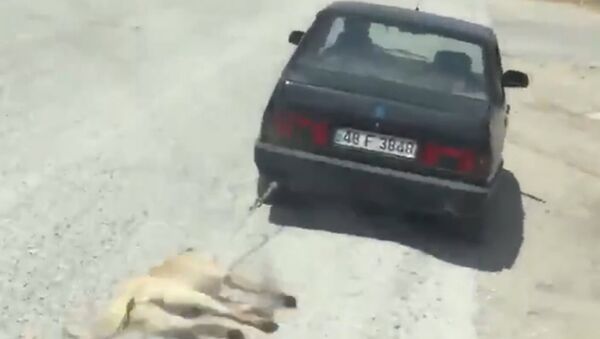 Muğla'da köpeği aracının arkasına bağlayan kişi gözaltına alındı - Sputnik Türkiye
