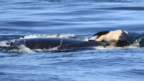 Ölü yavrusunu 2 hafta boyunca taşıyan katil balina 'J35' - Sputnik Türkiye