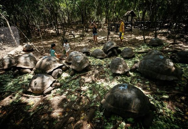 Dev kaplumbağaların yuvası: Changuu Adası - Sputnik Türkiye
