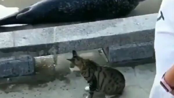 Kedi ve saldırıya uğrayan fok balığı - Sputnik Türkiye