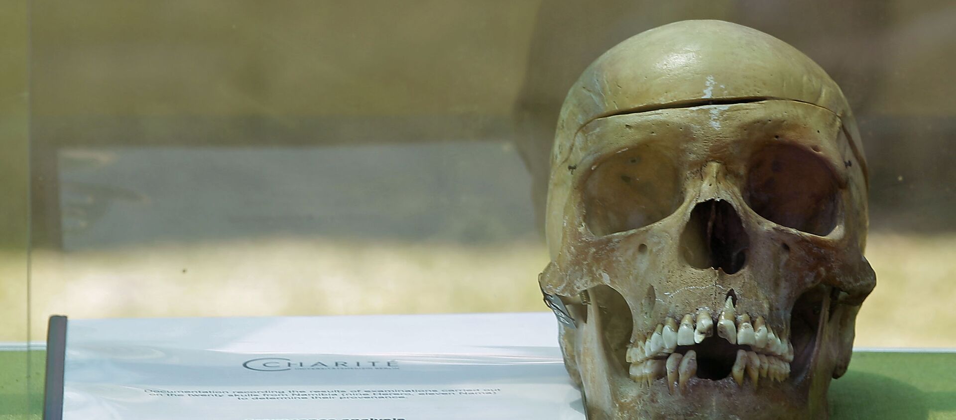 A skull from Germany on display in the city of Windhoek, Namibia, Tuesday, Oct 4, 2011. Hundreds of Namibians welcomed home the skulls of ancestors taken to Germany for racist experiments more than a century ago. The skulls are testimony to the horrors of colonialism and German cruelty against our people, Prime Minister Nahas Angula said at an airport ceremony, The Namibian nation accepts these mortal remains as a symbolic closure of a tragic chapter. - Sputnik Türkiye, 1920, 29.08.2018