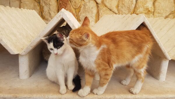Suriyeli kedi sever - Sputnik Türkiye