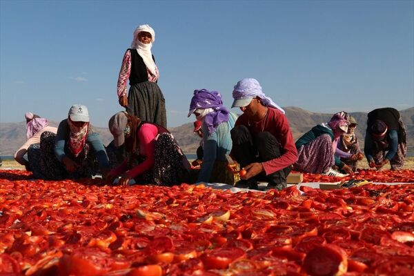 Elazığ'ın kurutulmuş domatesi Avrupa mutfağında - Sputnik Türkiye