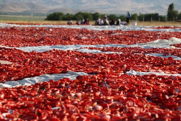 Elazığ'ın kurutulmuş domatesi Avrupa mutfağında - Sputnik Türkiye