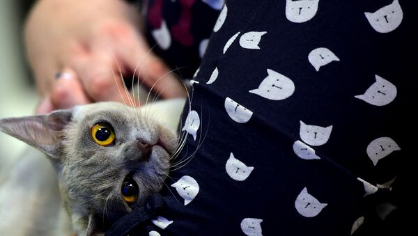 sahibi tarafından sevilen kedi - Sputnik Türkiye