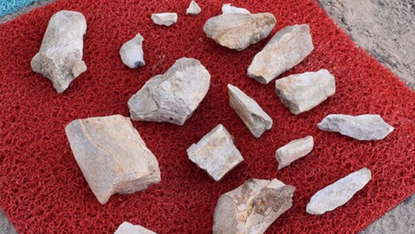 10 milyon yıl önce yaşamış fil fosillerini çoban buldu - Sputnik Türkiye
