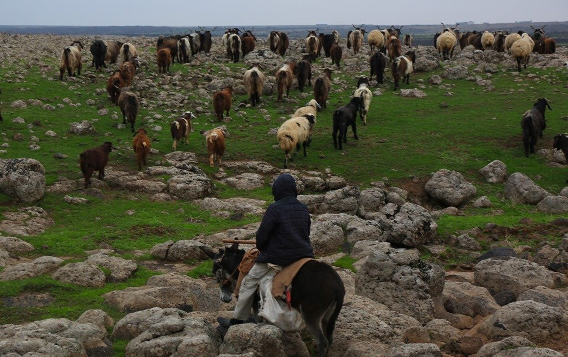 Yapan Türk Çoban