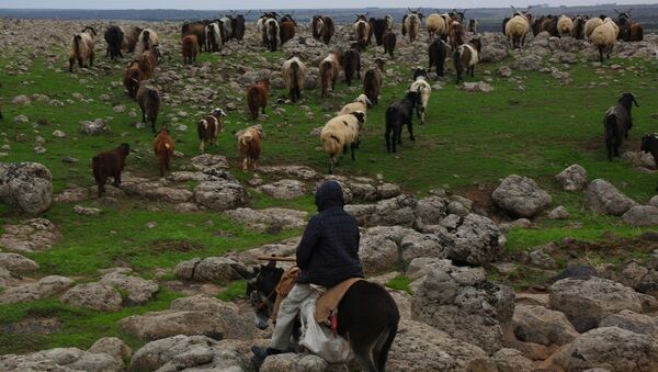 'Kuşçu' olarak bilinen Mehmet Salih Arslan'ın koyun ve keçileri - Sputnik Türkiye