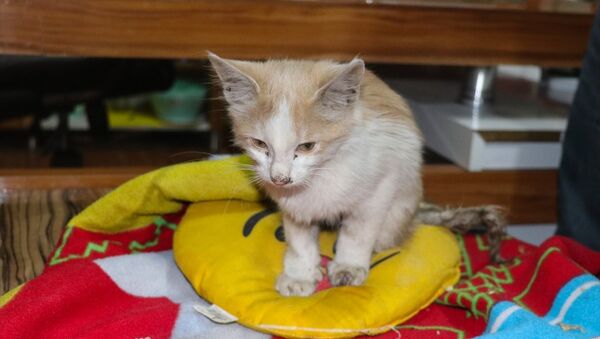 Iğdır'da bir esnaf tarafından ayakları kesik halde bulunan yavru kedi - Sputnik Türkiye