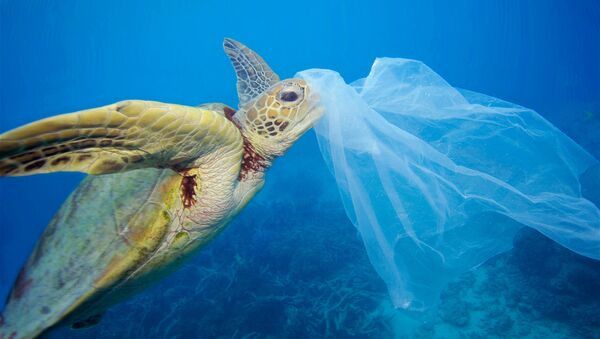 denize atılan plastik torbayı yiyen su kaplumbağası - Sputnik Türkiye