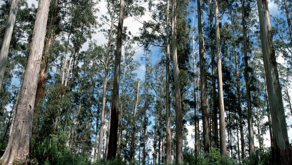 Dünyanın en yüksek geniş yapraklı ağacının Tasmanya’da yetiştiği belirlendi - Sputnik Türkiye