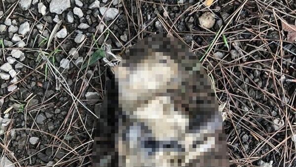Çanakkale'nin Lapseki ilçesinde, patileri kesilmiş ve yakılarak öldürülmüş kedi bulundu. Yapılan incelemede kedinin bir gün önce telef olduğu tespit edildi. - Sputnik Türkiye