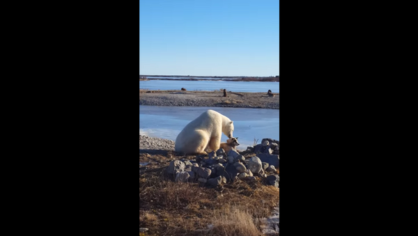 Kızak köpeğinin başını okşayan kutup ayısı - Sputnik Türkiye
