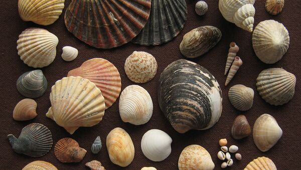 Deniz kabuğu koleksiyonunda 460 milyon yıllık fosil bulundu - Sputnik Türkiye