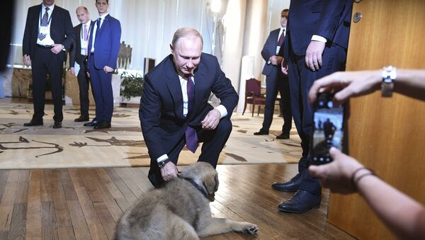 Sırbistan Devlet Başkanı Aleksandr Vucic'in Putin'e hediye ettiği İlirya çoban köpeği - Sputnik Türkiye