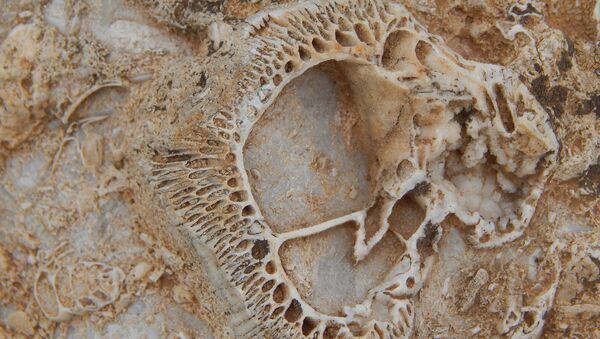 Doğa yürüyüşünde 98 milyon yıllık fosil yatağı buldu - Sputnik Türkiye