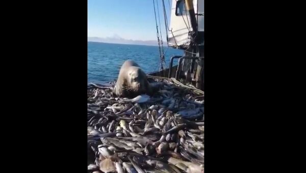 Deniz aslanı balıkçı teknesinde ziyafet çekti - Sputnik Türkiye