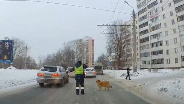 Bir polisin yardımıyla karşıya geçen köpeğin hikayesine kalp ısıtan devam: Aşk peşindeymiş - Sputnik Türkiye