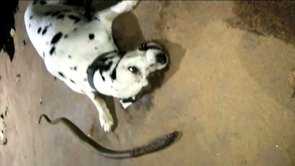 Hindistan’da bir köpek, sahiplerinin uyuduğu eve girmeye çalışan kobrayı hayatı pahasına durdurmayı başardı. - Sputnik Türkiye
