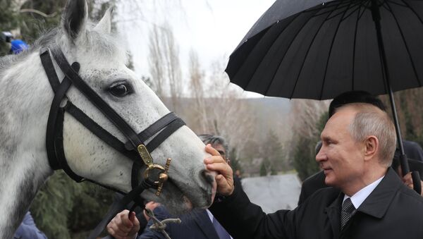 Vladimir Putin, kendisine hediye edilen atla  - Sputnik Türkiye