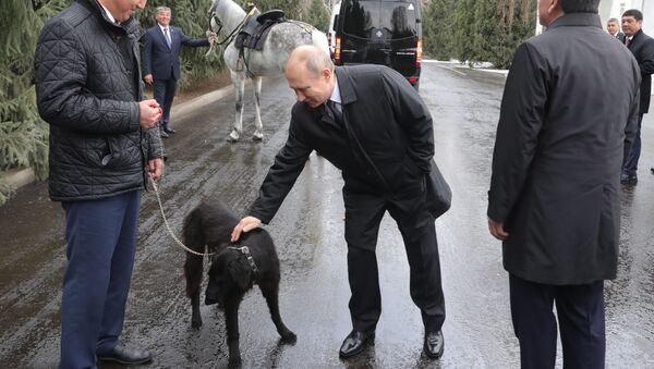 Putin'e hediye edilen hayvanlar - Sputnik Türkiye