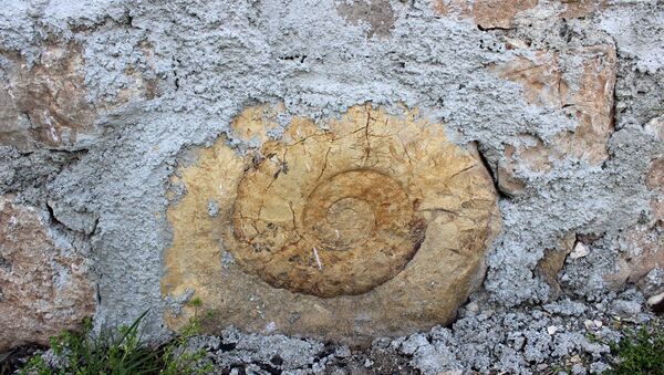 Adıyaman’da bulunan ve 65 milyon yıllık salyangoz olduğu sanılan fosilin 150-200 milyon yıllık nesli tükenmiş Ammonit fosili - Sputnik Türkiye
