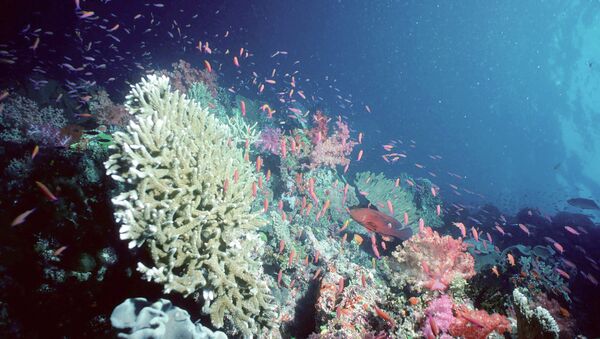 Coral reef, Pacific - Sputnik Türkiye