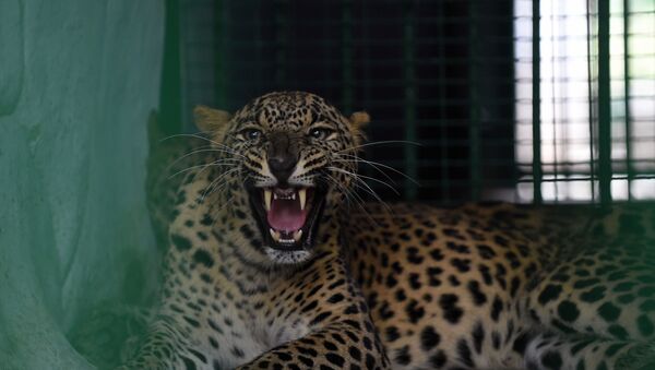 Sri Lanka'da leoparın saldırdığı kişi öldü  - Sputnik Türkiye