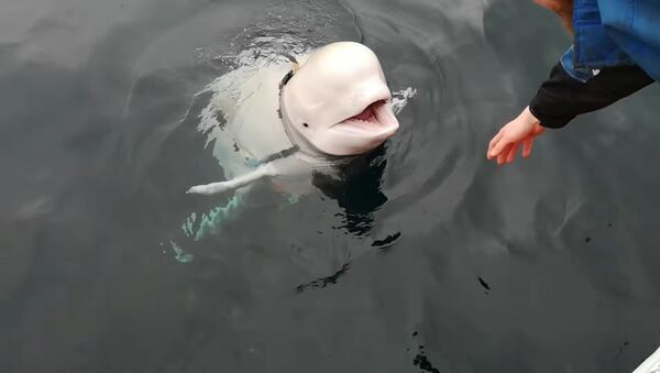 Norveç’te görülen ve Rusya’nın casusu olabileceği iddia edilen beyaz balina - Sputnik Türkiye