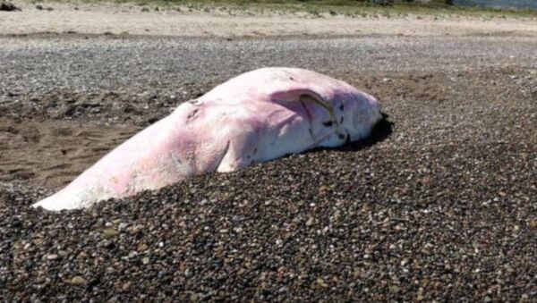 Sicilya kıyılarına vuran genç balinanın midesinden plastik çıktı - Sputnik Türkiye