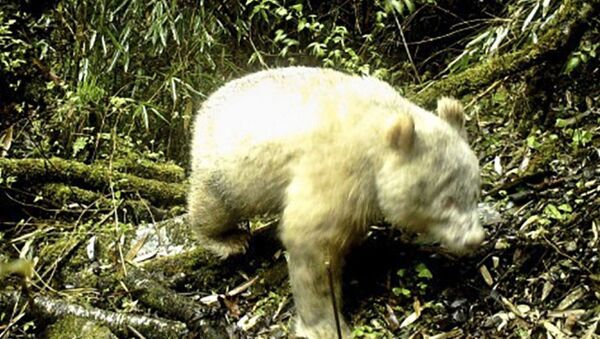 Çin’de dünyanın ilk ‘albino pandası’ olduğu düşünülen hayvan kameralara yakalandı. - Sputnik Türkiye