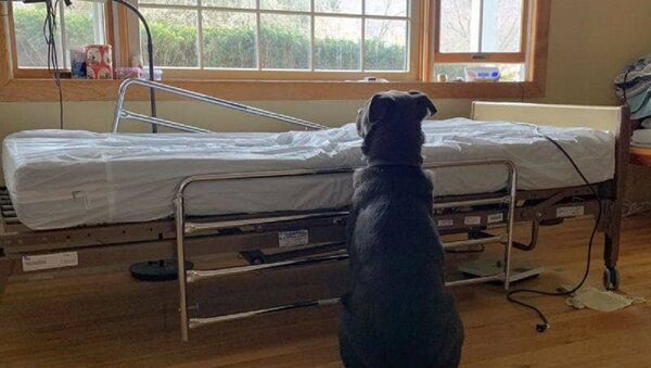 ABD- Sahibinin öldüğünden habersiz köpek, yatağının başında geri dönmesini bekledi - Sputnik Türkiye